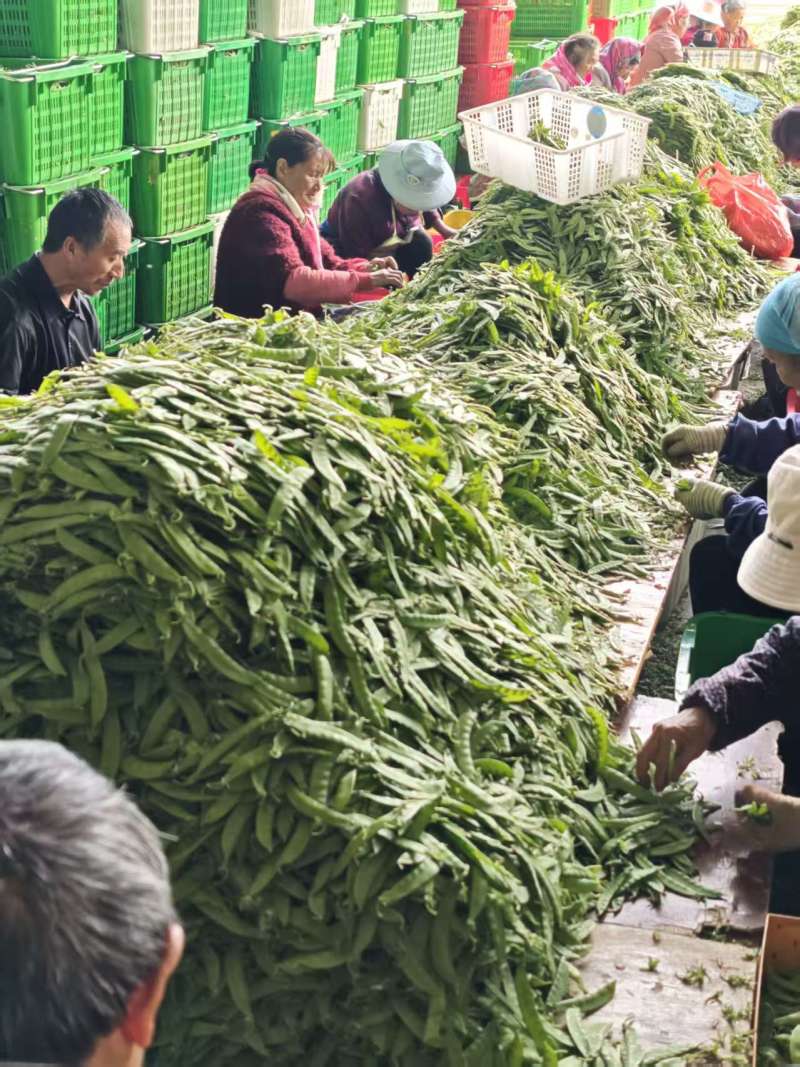 荷兰豆，基地直采，一手货源，量大质优