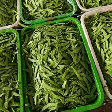荷兰豆，基地直采，一手货源，量大质优