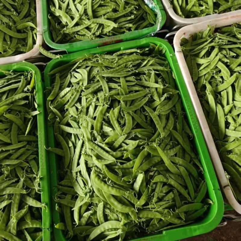 荷兰豆，基地直采，一手货源，量大质优