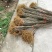 厚皮川黄柏苗苗圃直发提供技术指导量大从优价格美丽