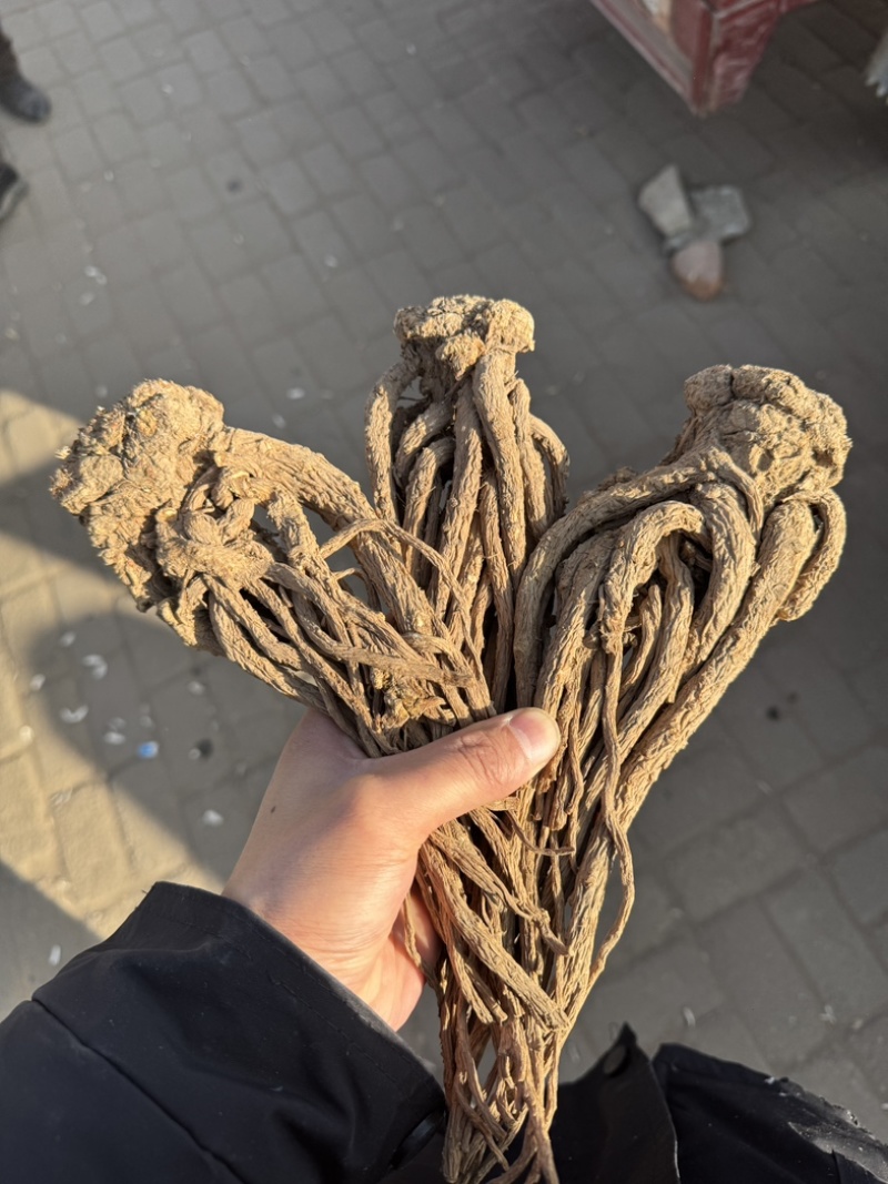 正宗甘肃岷县精品无硫当归原条