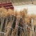 正宗厚皮川黄柏芽苗基地直发量大从优一条龙服务提供技术指