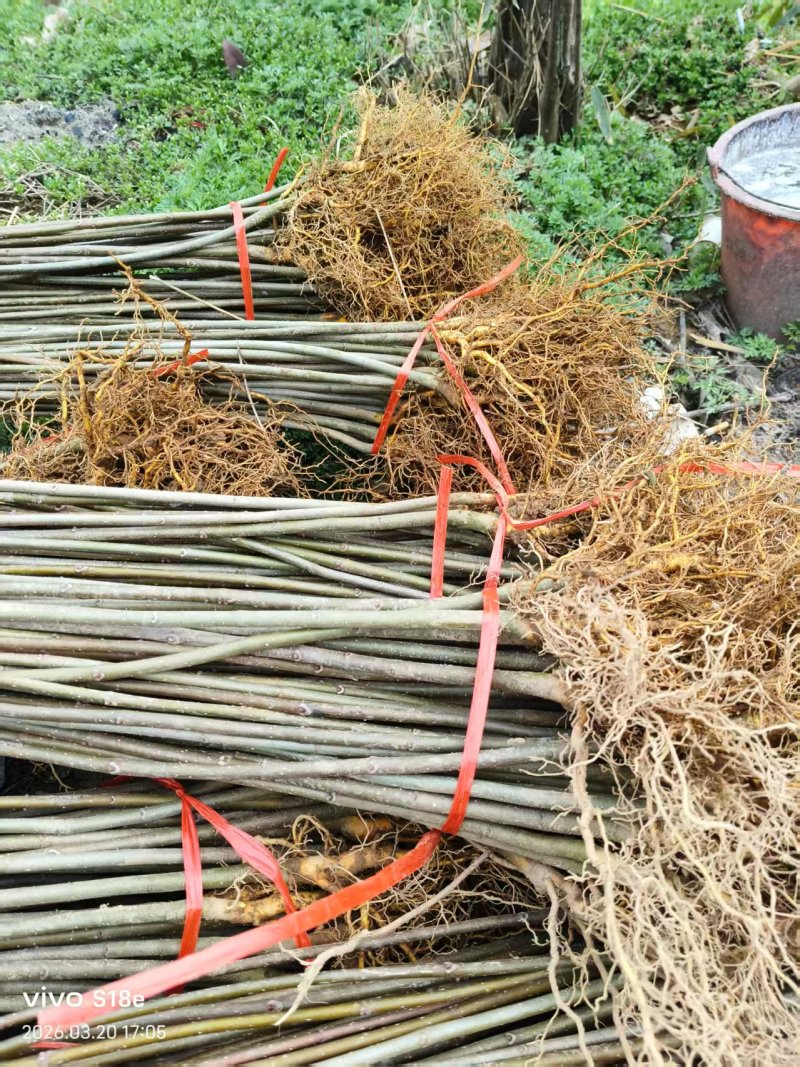 正宗厚皮川黄柏芽苗基地直发量大从优一条龙服务提供技术指