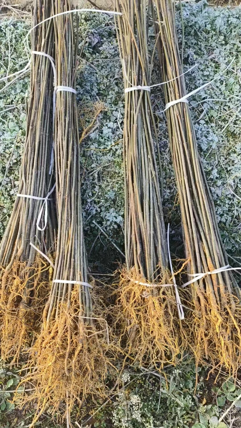 正宗厚皮川黄柏芽苗基地直发量大从优一条龙服务提供技术指