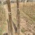 正宗厚皮川黄柏芽苗基地直发量大从优一条龙服务提供技术指