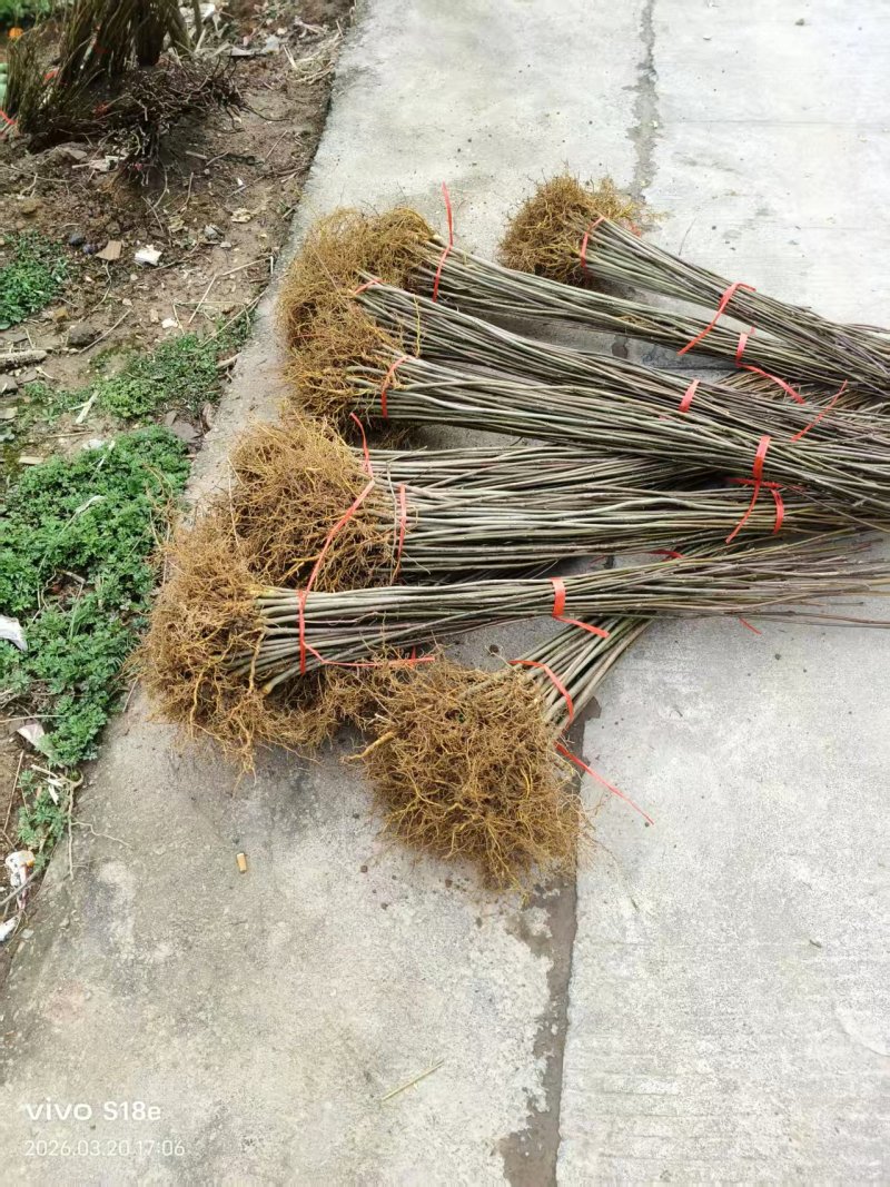 热卖厚皮黄柏小苗基地直发对接全国提供技术指导量大从优