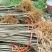 热卖厚皮黄柏小苗基地直发对接全国提供技术指导量大从优