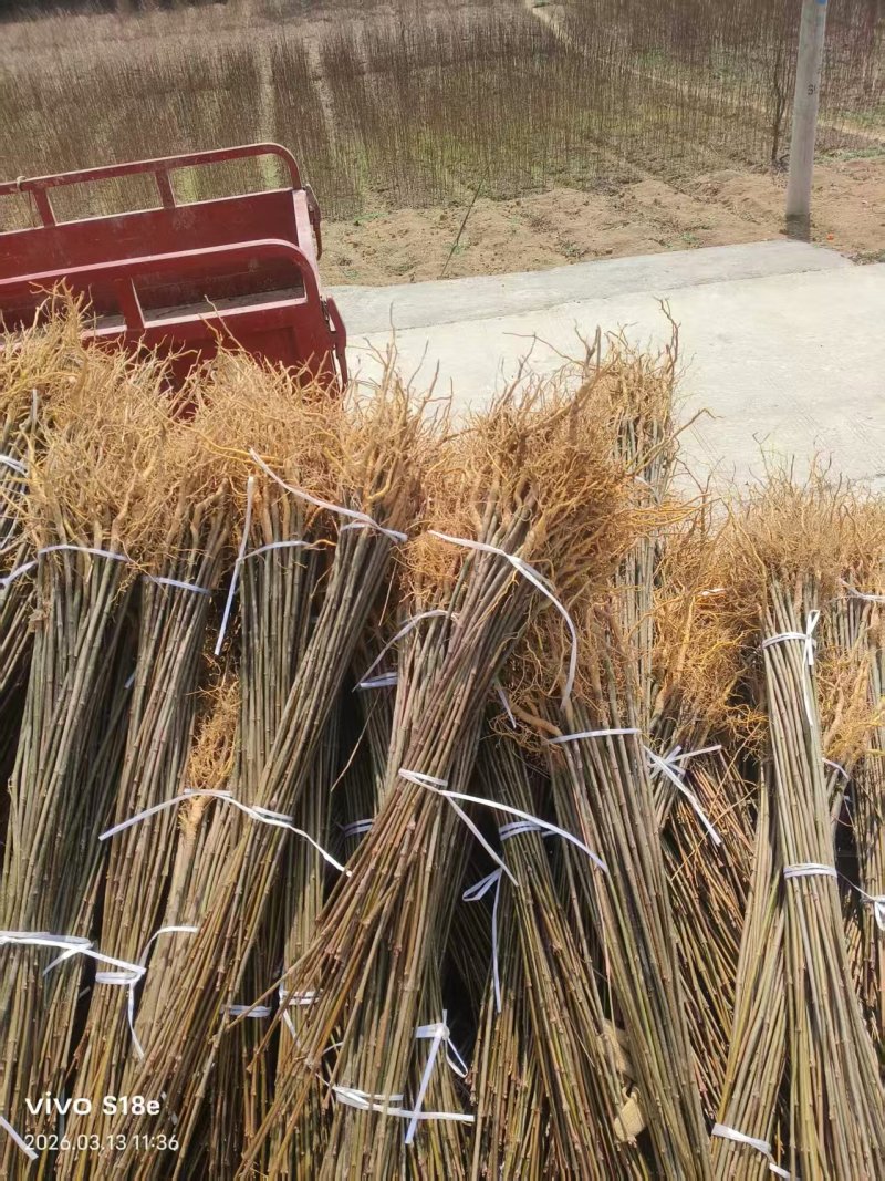 热卖厚皮黄柏小苗基地直发对接全国提供技术指导量大从优