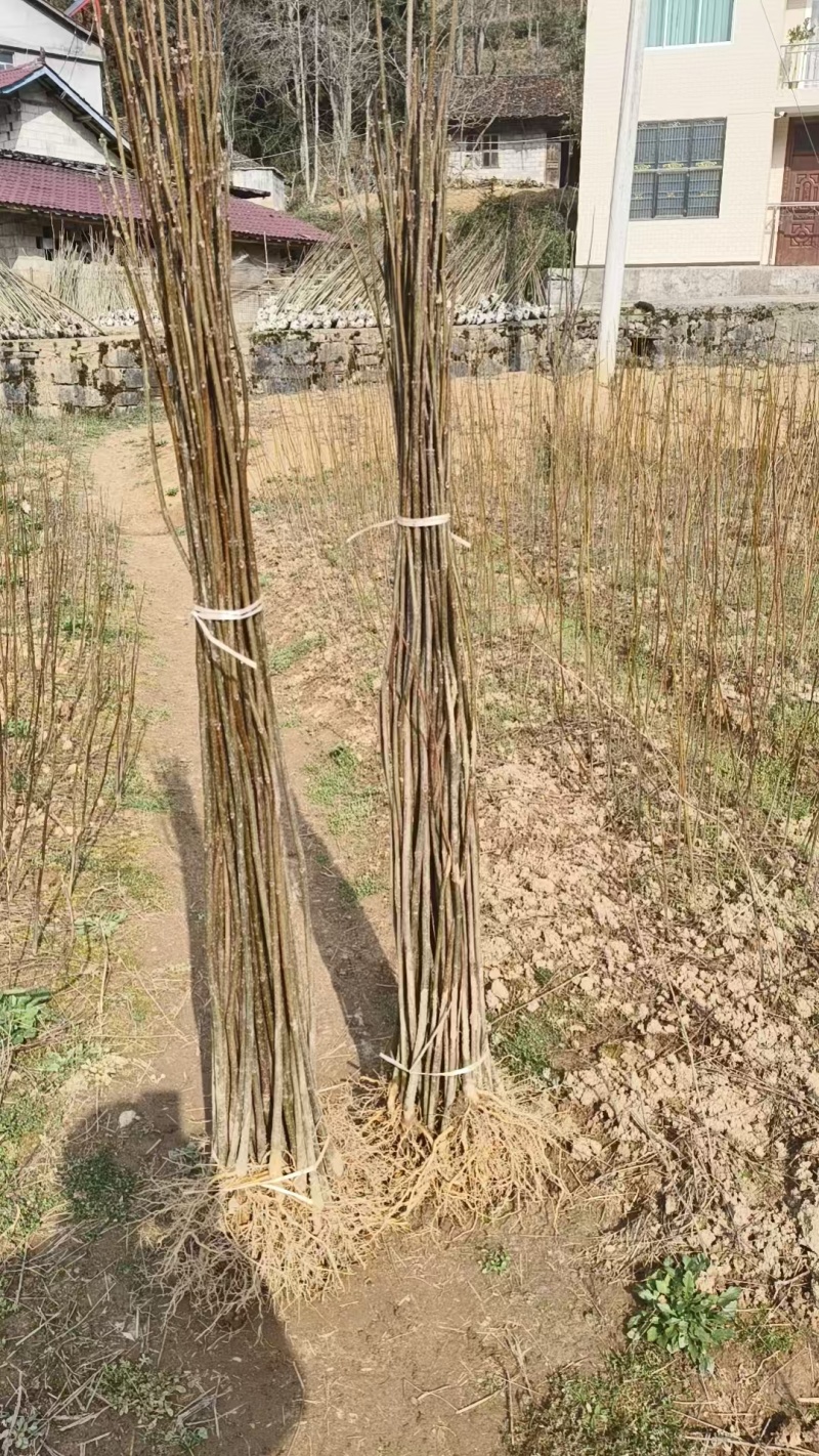 热卖厚皮黄柏小苗基地直发对接全国提供技术指导量大从优