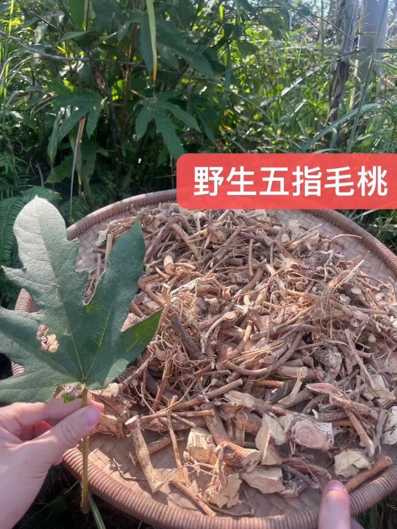 纯野生五指毛桃
