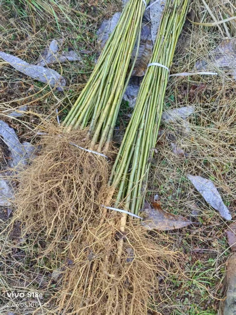 正宗马褂木苗基地直发对接全国提供技术指导一条龙服务
