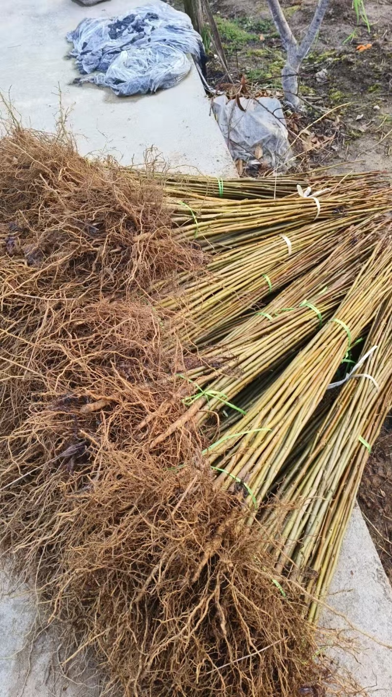 正宗马褂木苗基地直发对接全国提供技术指导一条龙服务