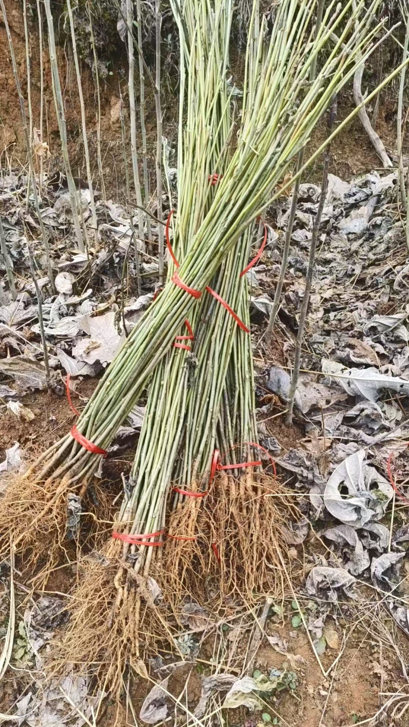 正宗马褂木苗基地直发对接全国提供技术指导一条龙服务