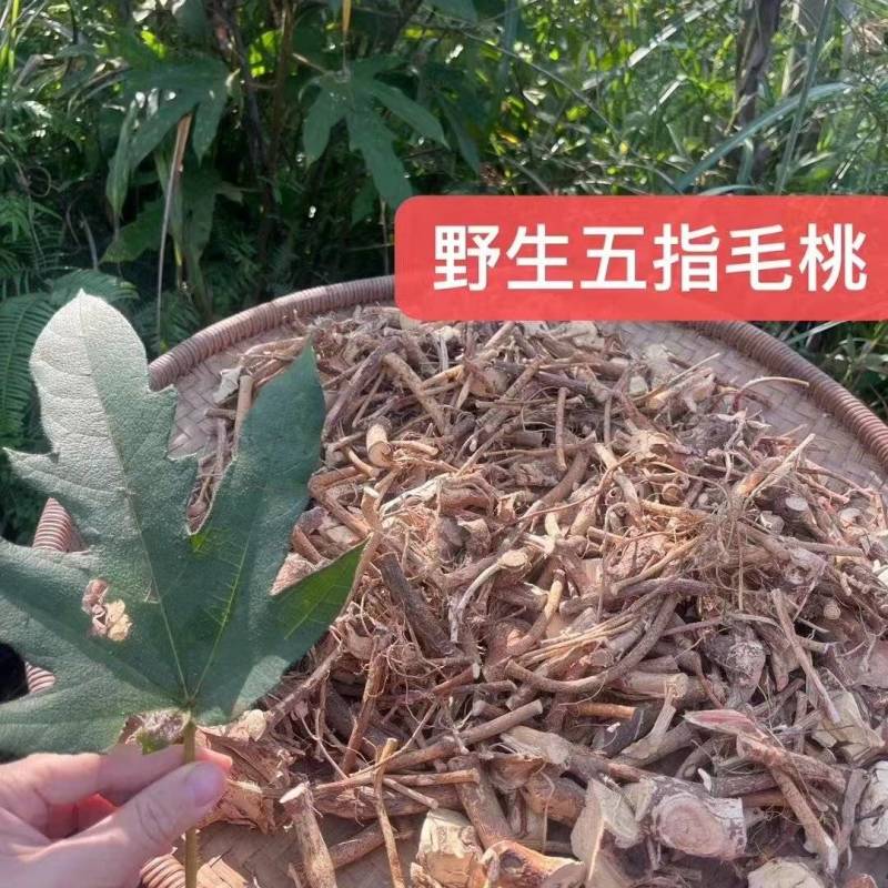 纯野生五指毛桃