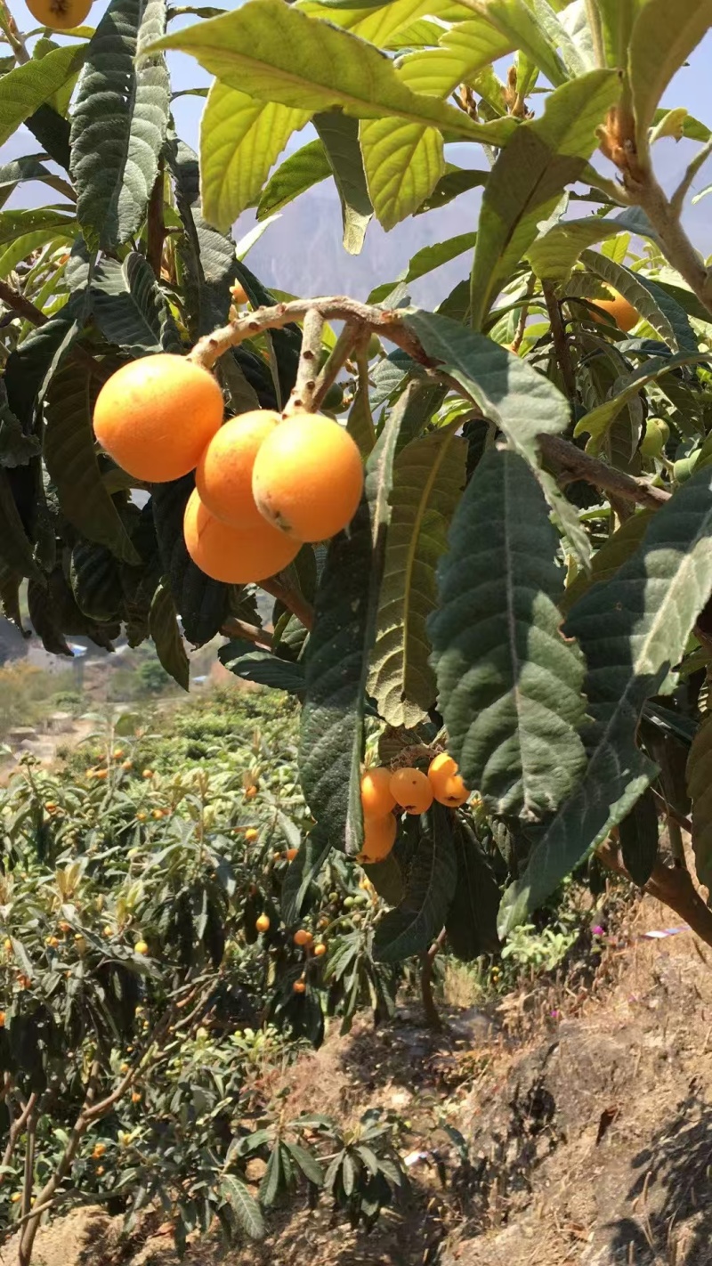 批把