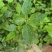 野生金腰箭种子地文草金花苦草黄花臭地文猪毛草一年生草本植