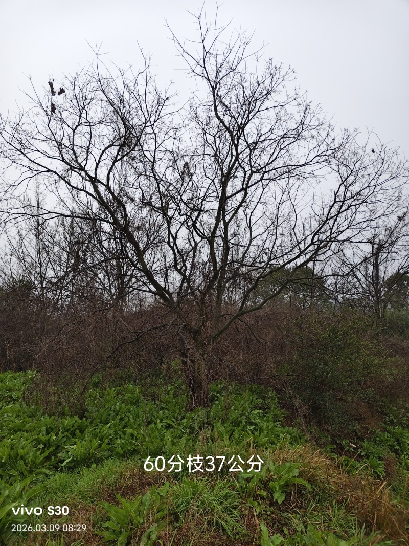 精品乌柏树