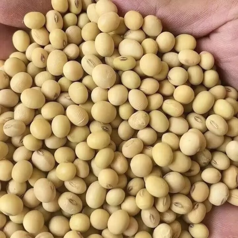 精品黄豆，一手货源，诚信经营，保质保量，