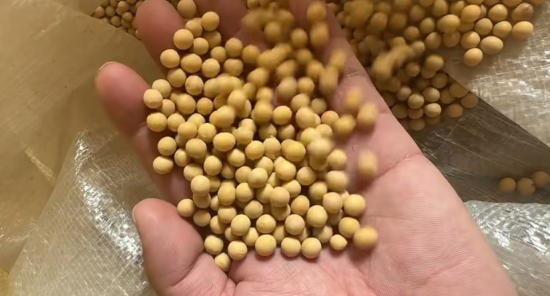 精品黄豆，一手货源，诚信经营，保质保量，