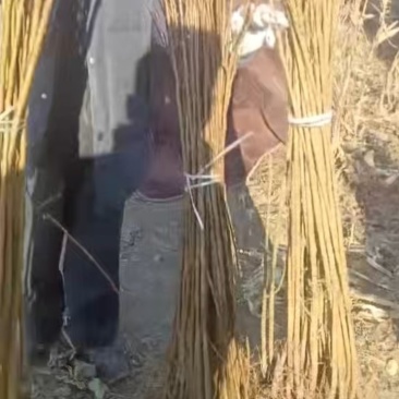 鸡心李子苗