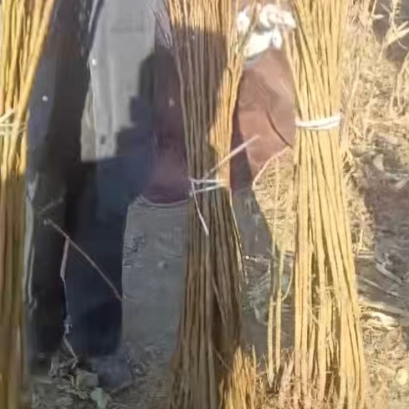 鸡心李子苗