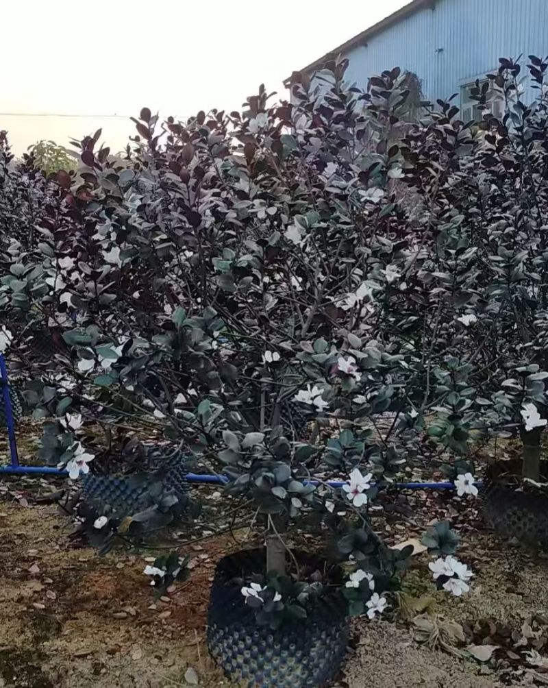 2603长期供应广东含笑金叶含笑1-3米袋苗假植