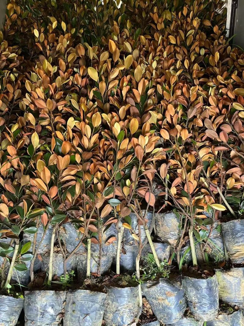2603长期供应广东含笑金叶含笑1-3米袋苗假植