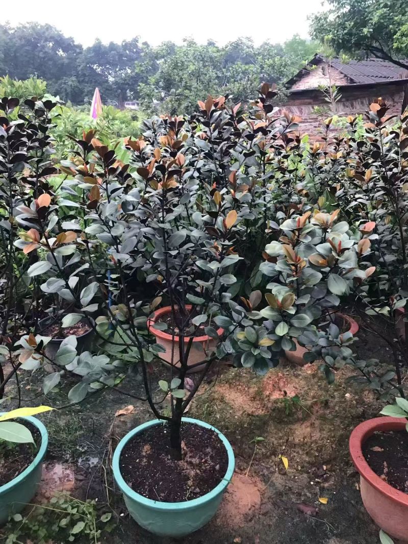 2603长期供应广东含笑金叶含笑1-3米袋苗假植