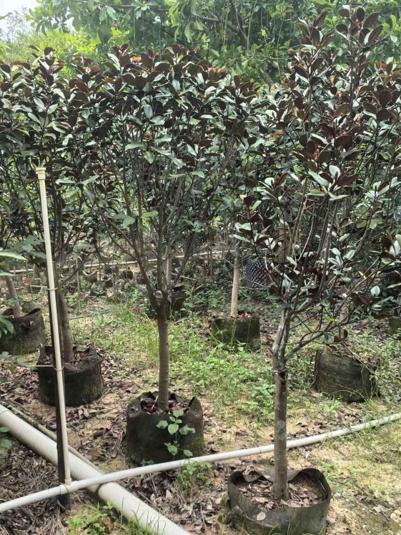 2603长期供应广东含笑金叶含笑1-3米袋苗假植