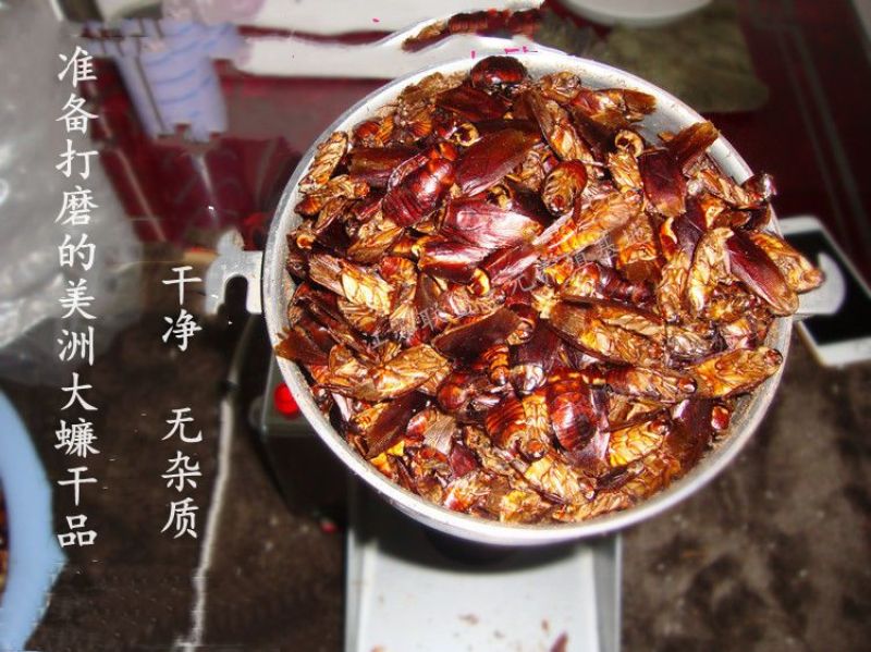 美洲大蠊原生态精粉，超微研磨精粉，正品源头