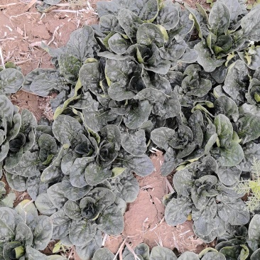 大量有货脱水趴地菠菜一天可以做五十吨