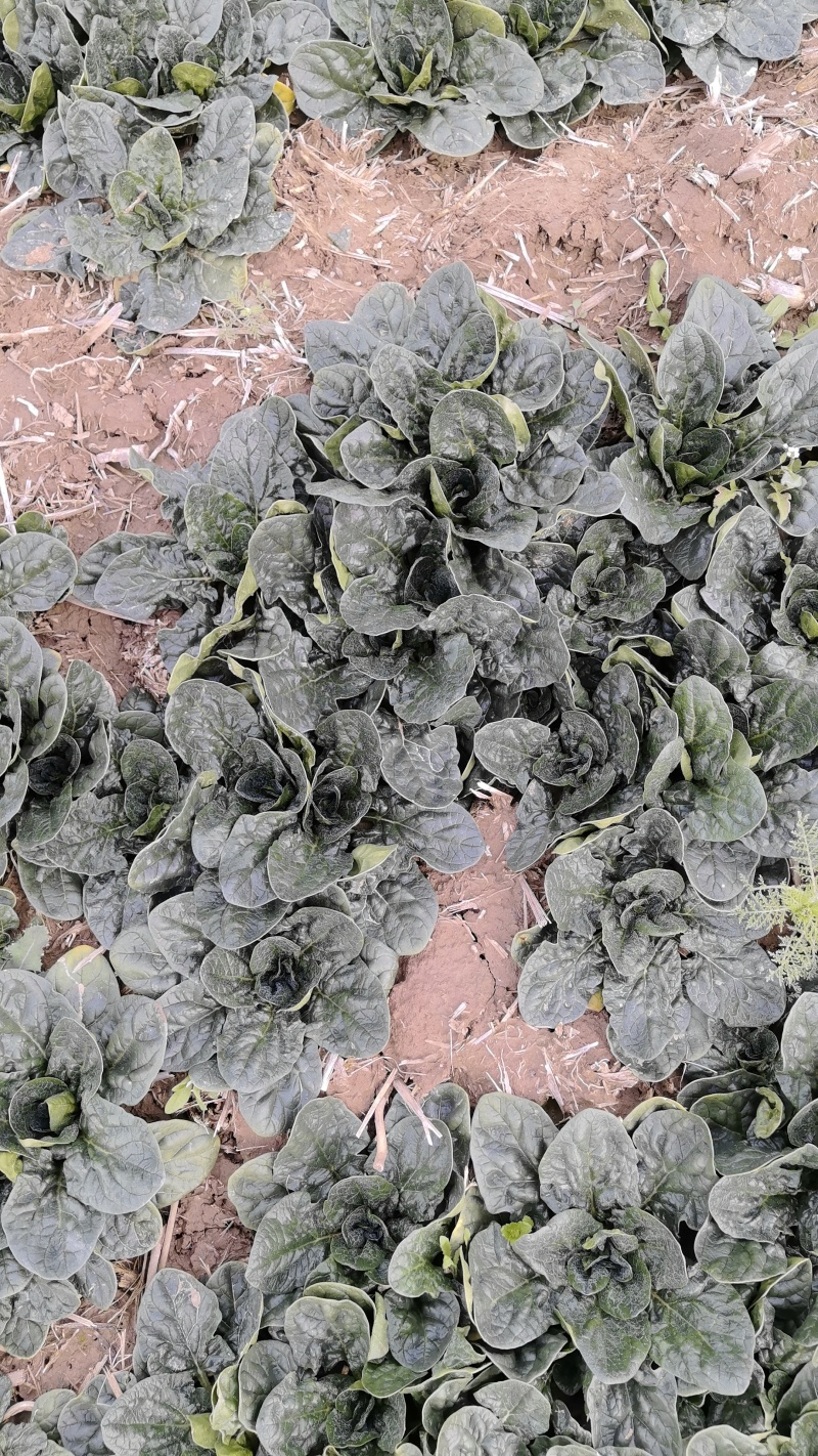 大量有货脱水趴地菠菜一天可以做五十吨