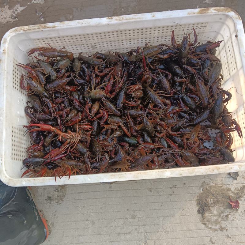 精品小龙虾四川基地直供质量保证货源充足全国发货