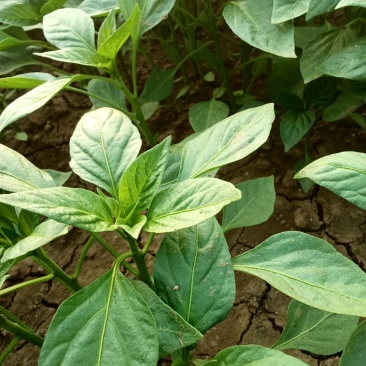 各种优质菜苗