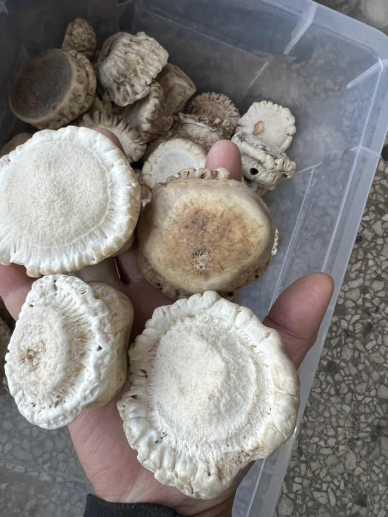 纯梅花鹿鹿角帽，各种结节，真心推荐，可以代打粉