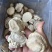 纯梅花鹿鹿角帽，各种结节，真心推荐，可以代打粉