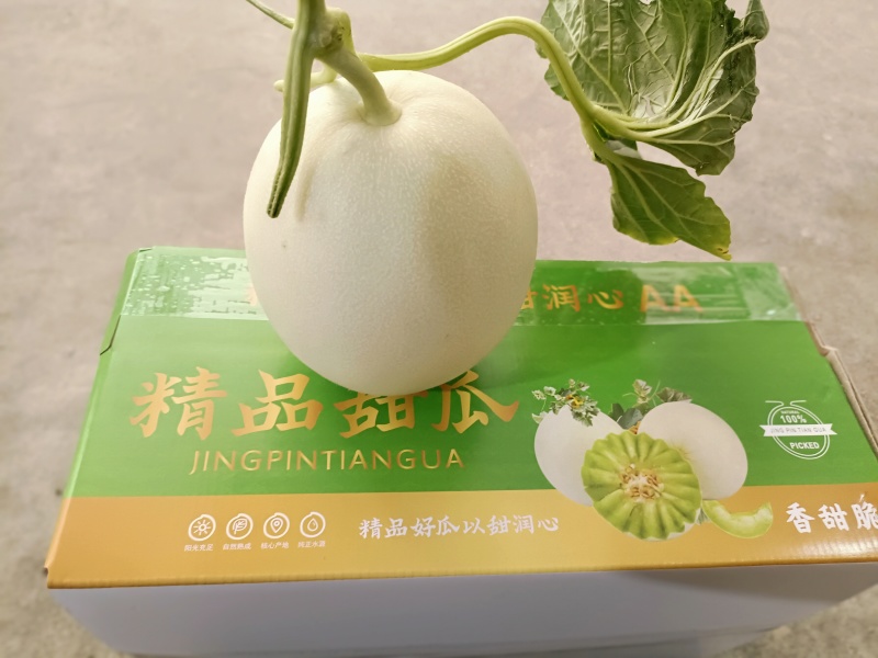 玉菇甜瓜，口感好，欢迎老板考察。