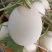 玉菇甜瓜，口感好，欢迎老板考察。