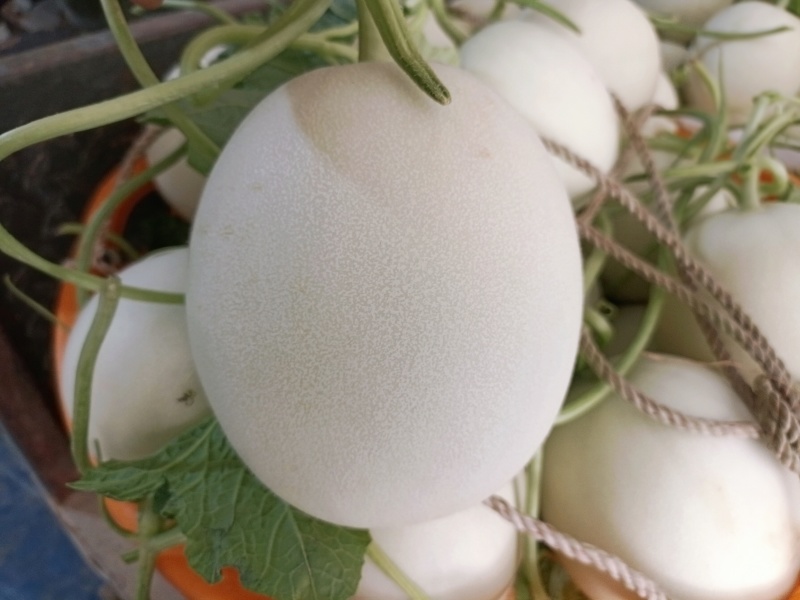玉菇甜瓜，口感好，欢迎老板考察。