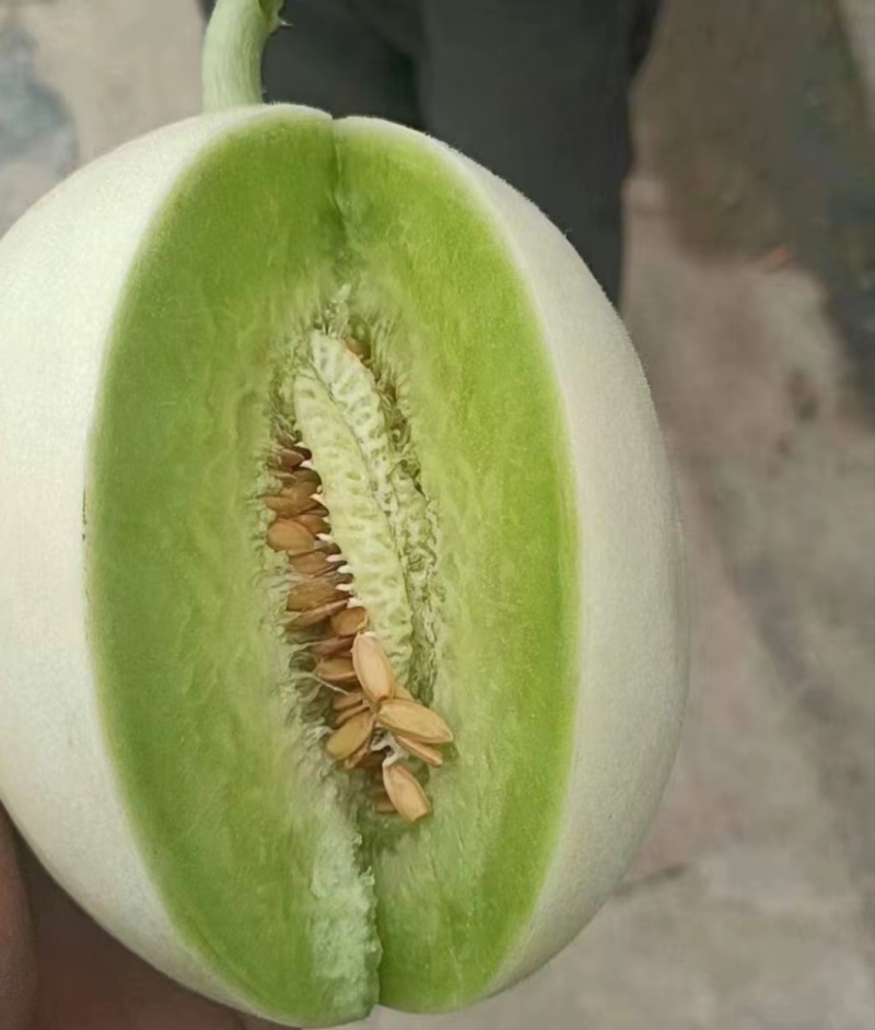 玉菇甜瓜，口感好，欢迎老板考察。