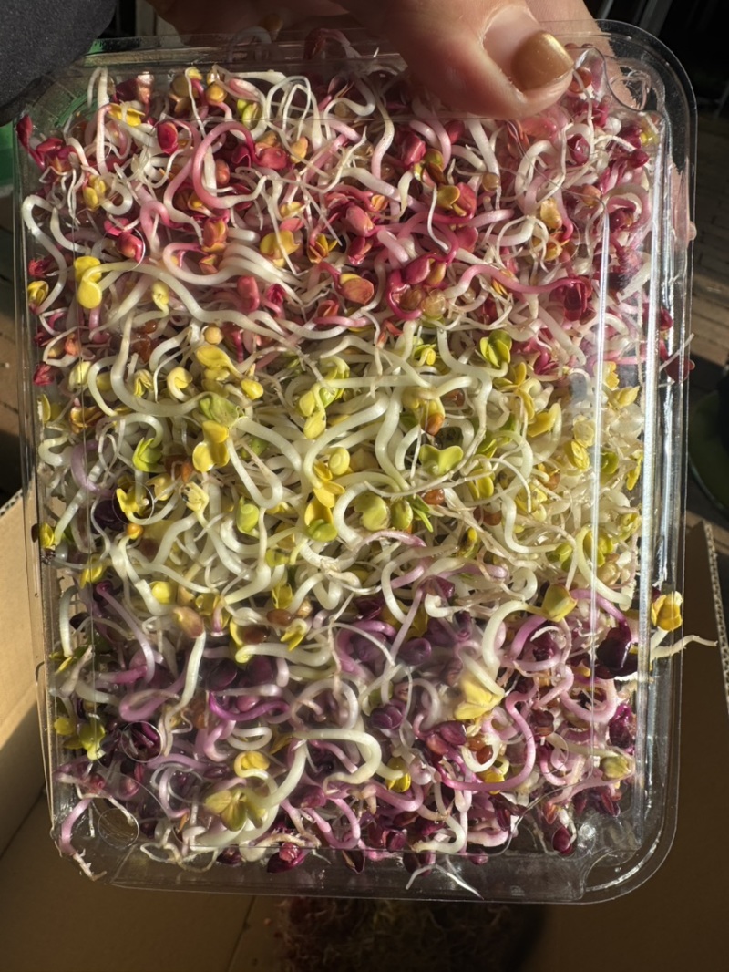 七彩萝卜芽