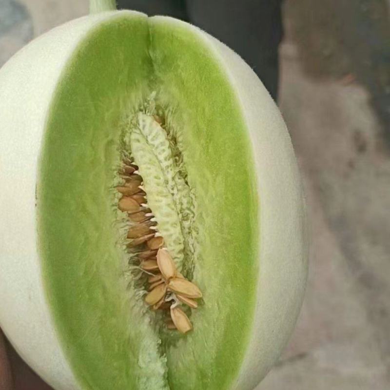 玉菇甜瓜，口感好，欢迎老板考察。