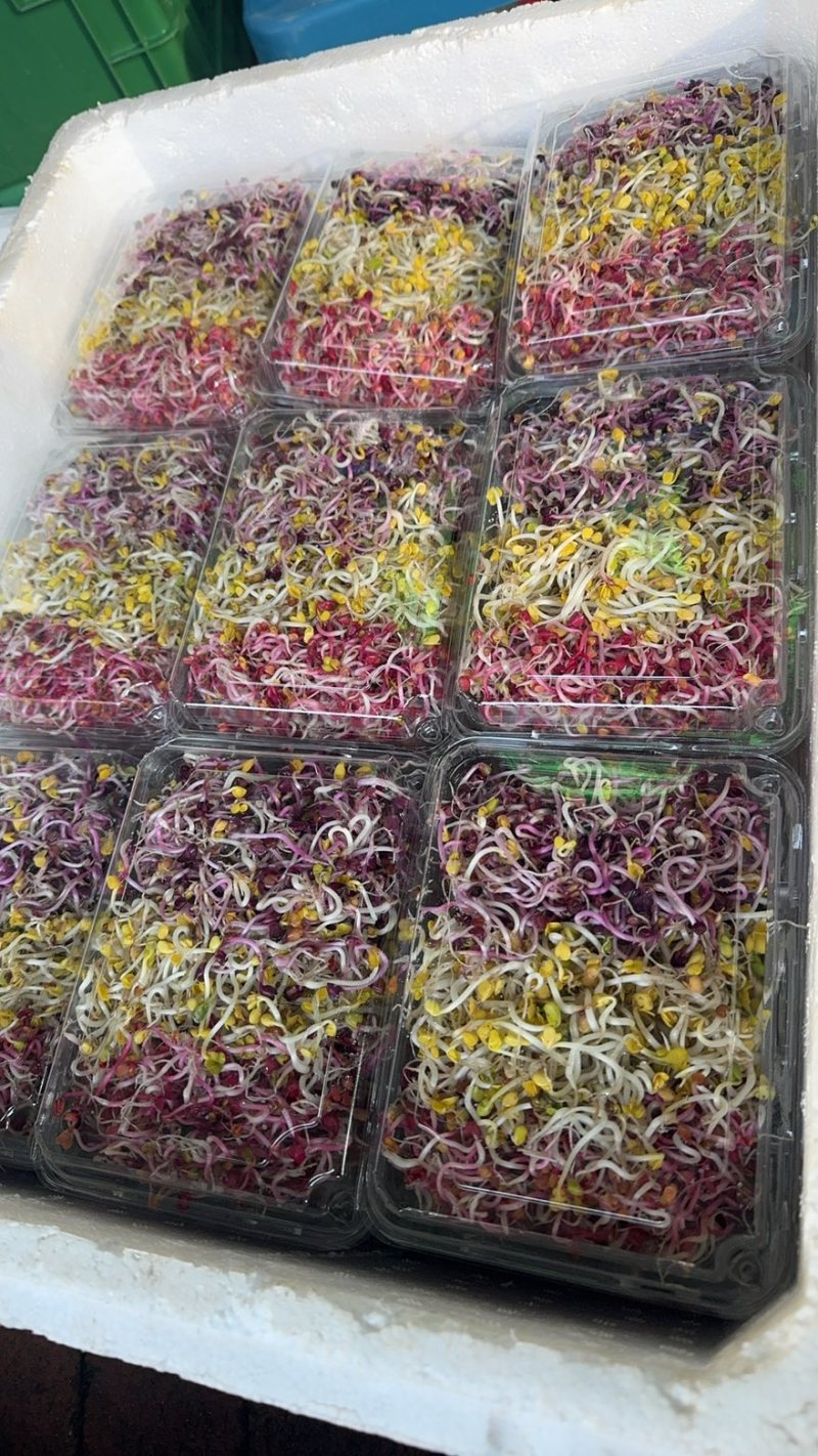 七彩萝卜芽
