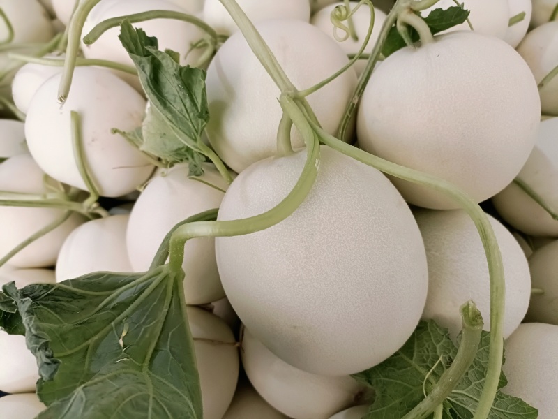 福建玉菇甜瓜，皮毛，口感好，糖度高，欢迎老板考察！