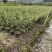 青枣2-3-4公分自家货源基地直销
