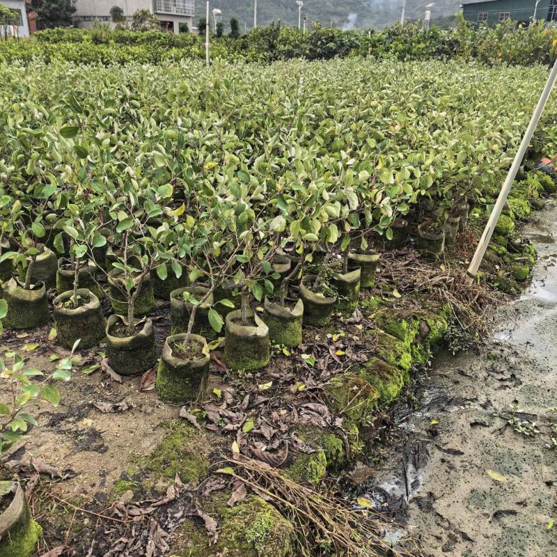 青枣2-3-4公分自家货源基地直销