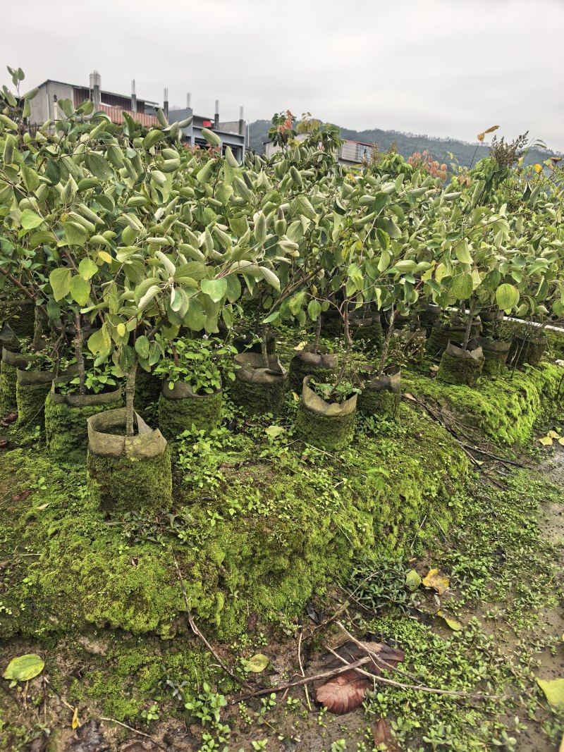 青枣2-3-4公分自家货源基地直销