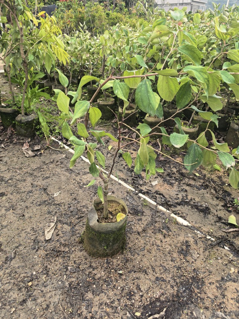 青枣2-3-4公分自家货源基地直销
