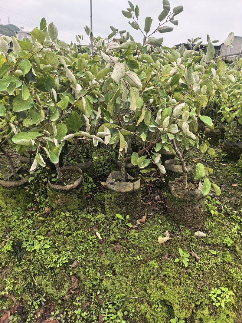 青枣2-3-4公分自家货源基地直销