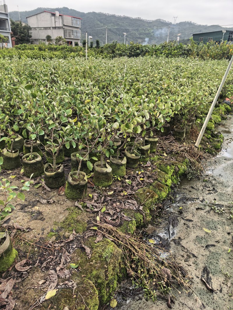 青枣2-3-4公分自家货源基地直销
